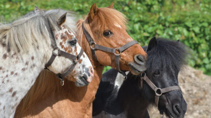 8 blog-SIL-home-ponies_medium