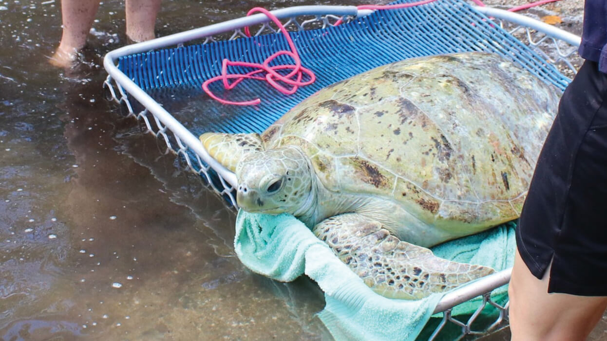 blog-five-years-eco-barge_header